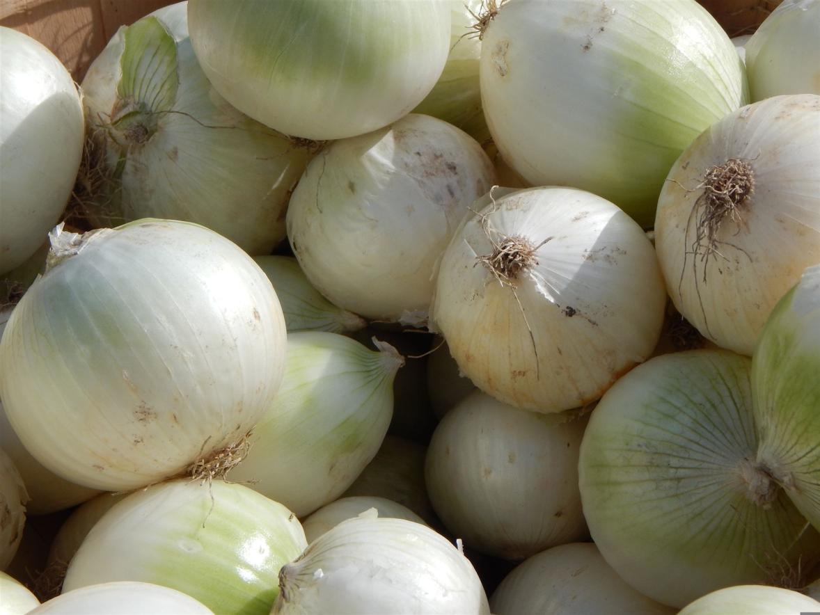 onions-459498